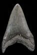 Lower Megalodon Tooth - South Carolina #39966-1